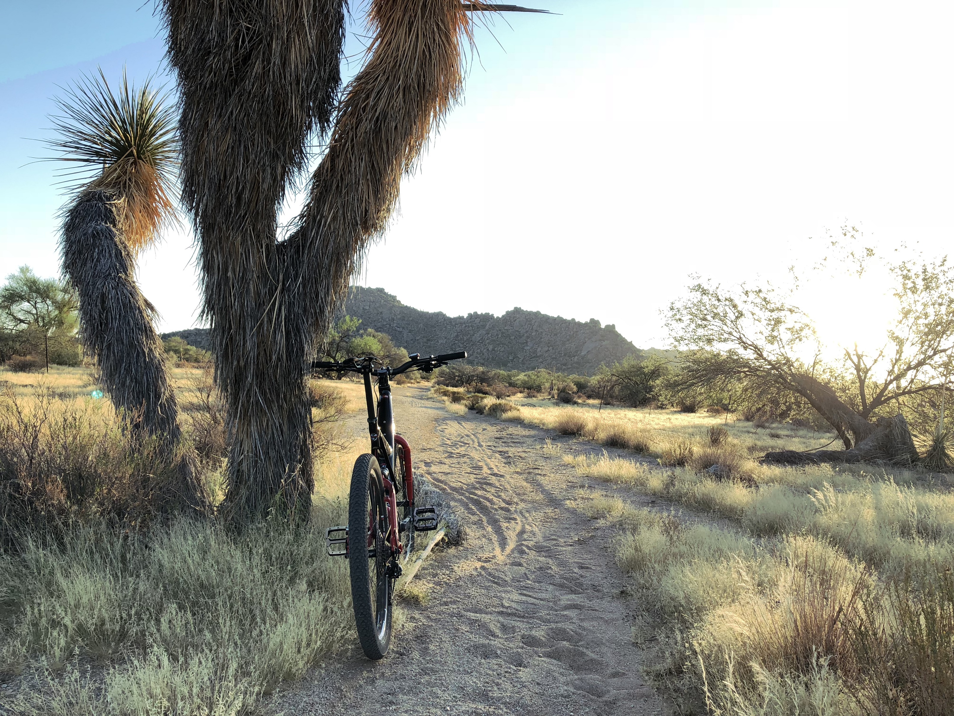 Cholla.jpg